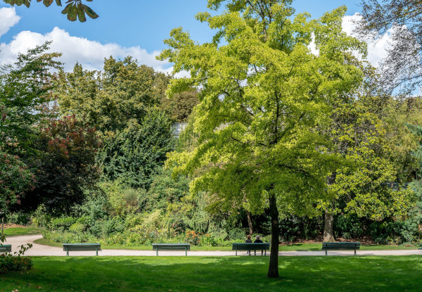 Arbres du jardin des Champs-Elysées à Paris / Pixabay